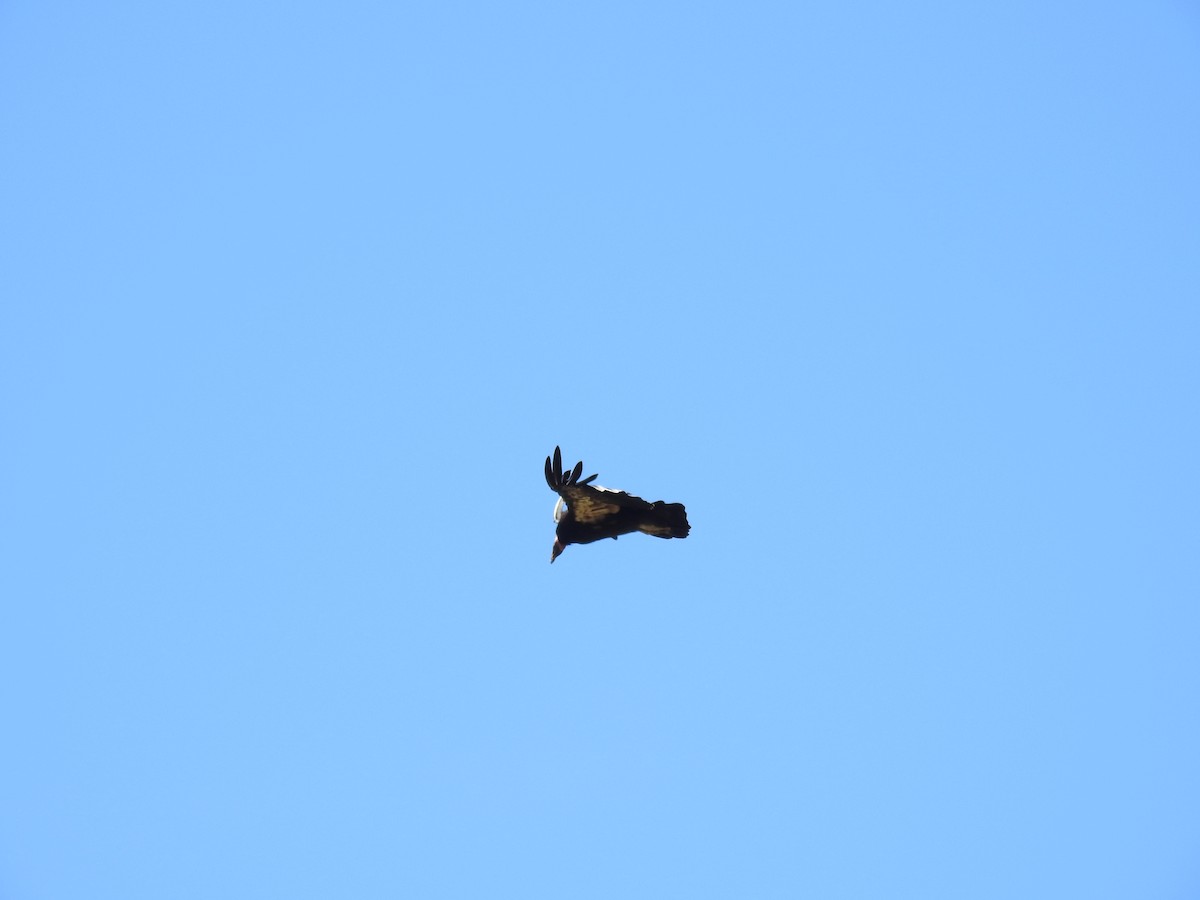 California Condor - ML638092120