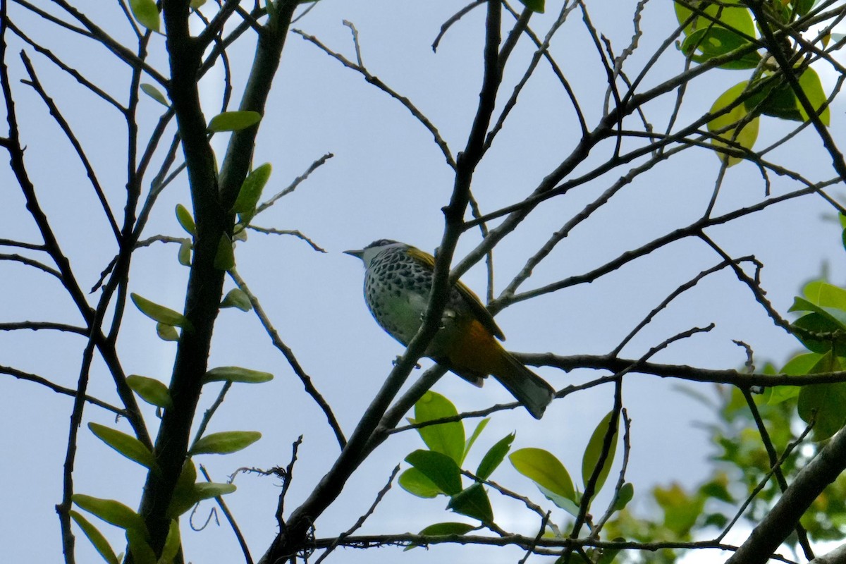 Scaly-breasted Bulbul - ML638092126