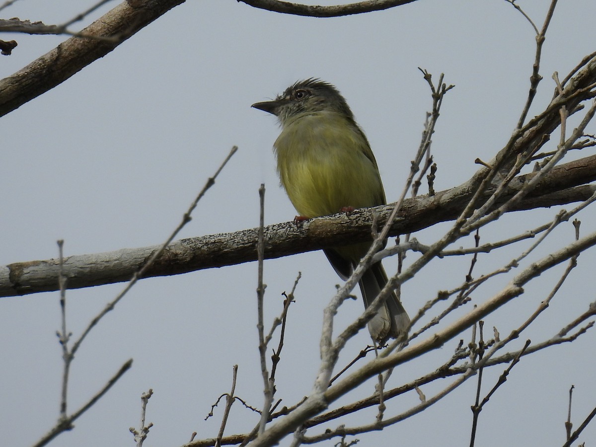 Yellow-olive Flatbill - ML638092127