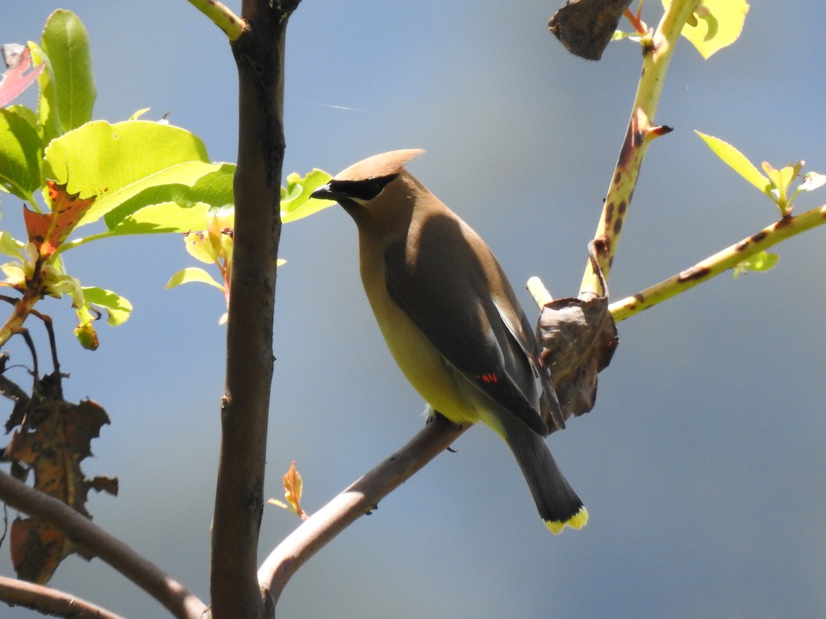 Cedar Waxwing - ML638092129
