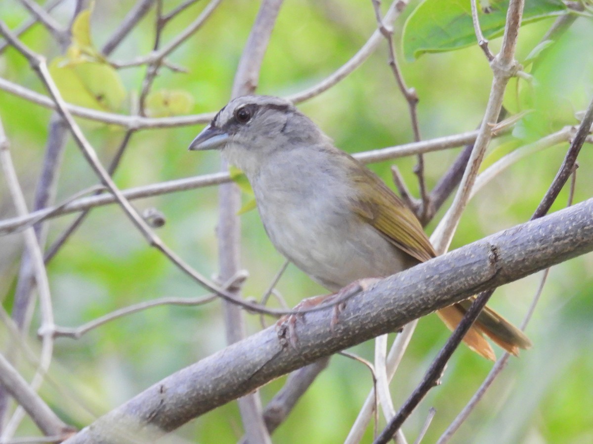 Green-backed Sparrow - ML638092131