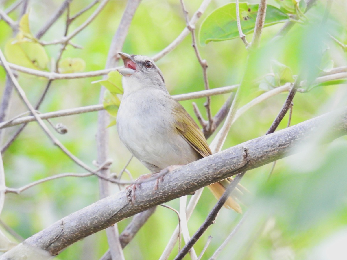 Green-backed Sparrow - ML638092132