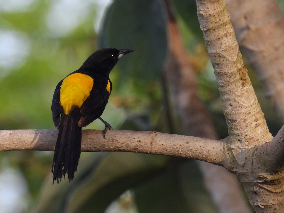 Black-cowled Oriole - ML638092148