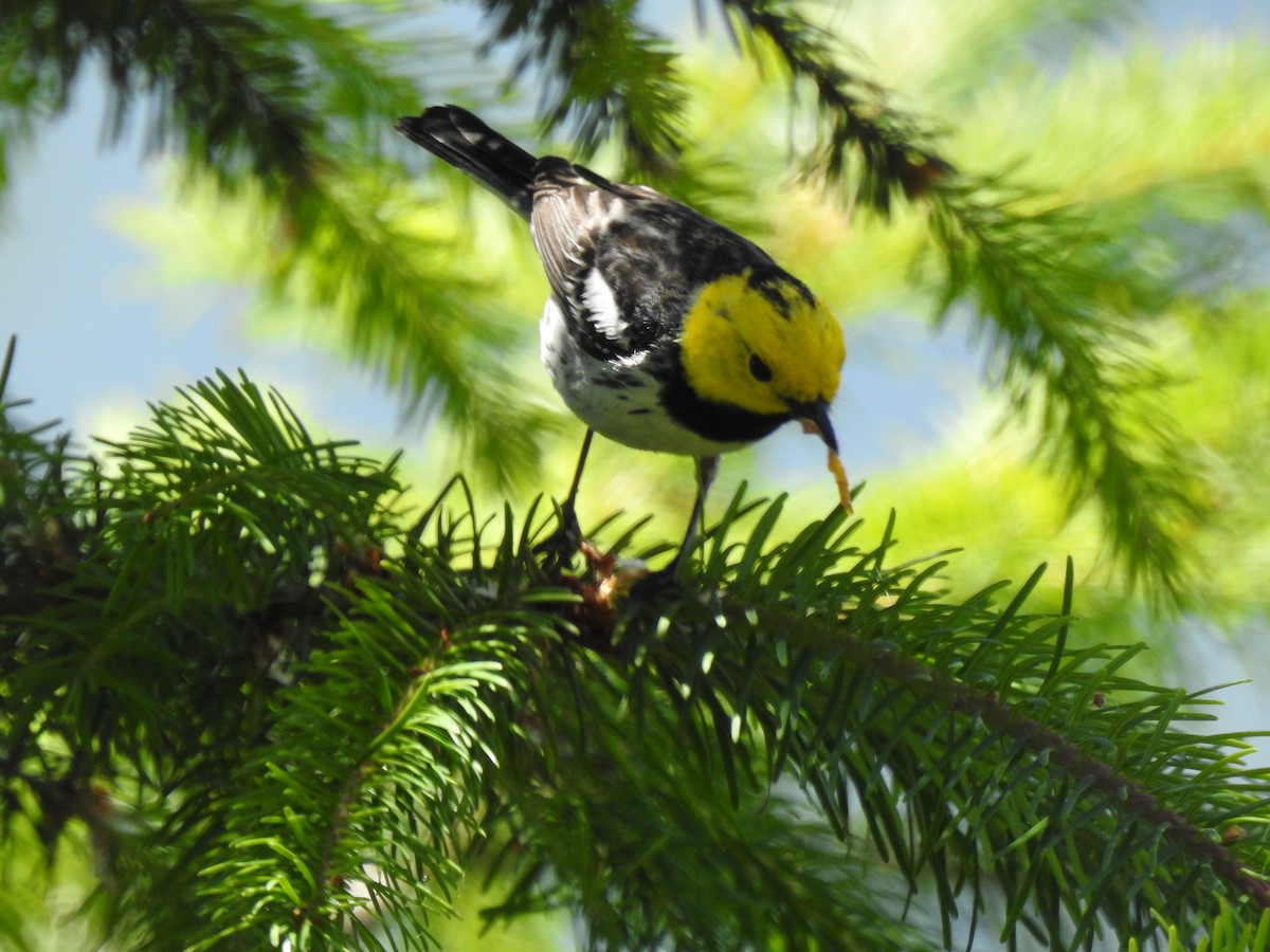 Hermit Warbler - ML638092149