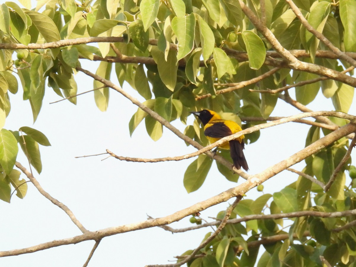 Black-cowled Oriole - ML638092150