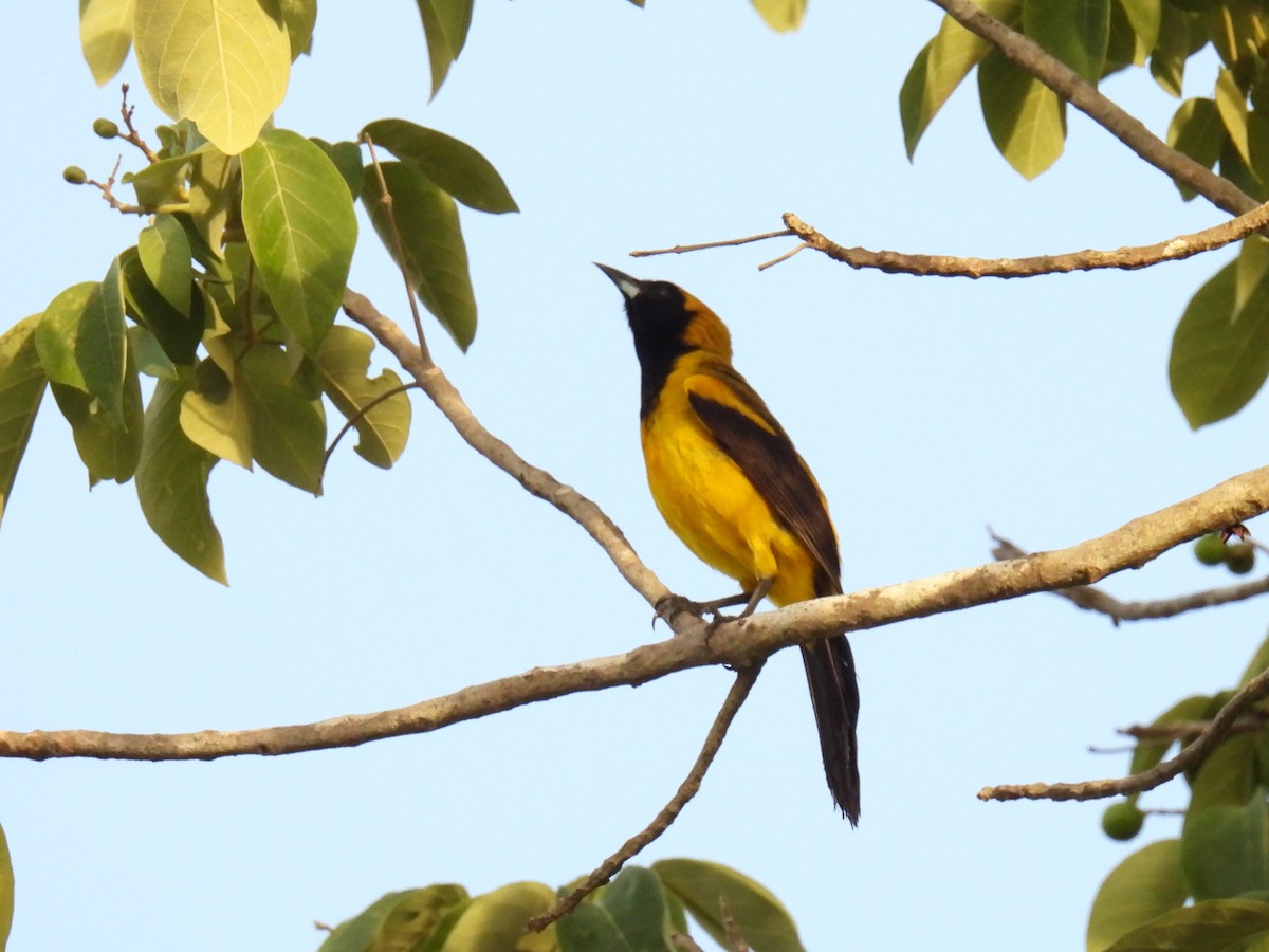 Black-cowled Oriole - ML638092151