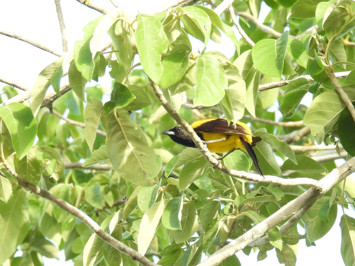Black-cowled Oriole - ML638092152