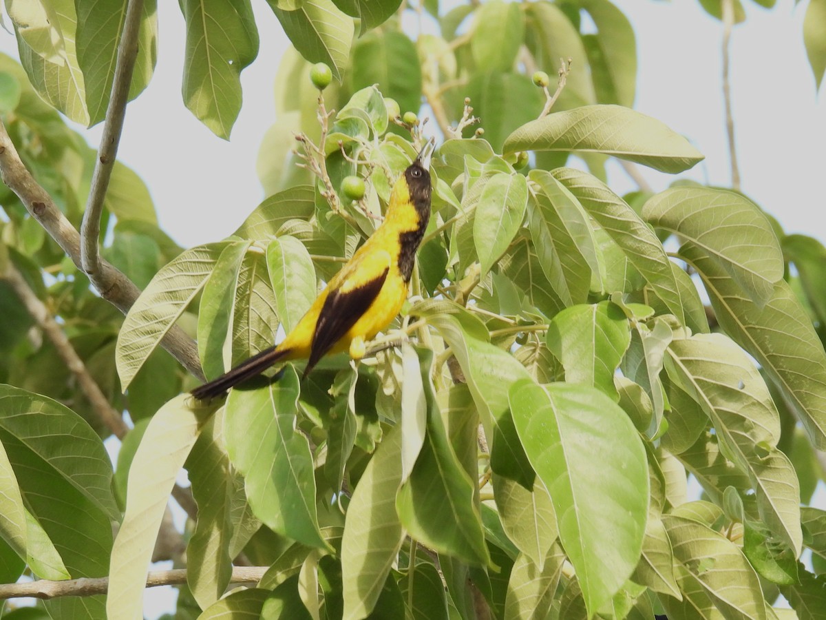Black-cowled Oriole - ML638092153