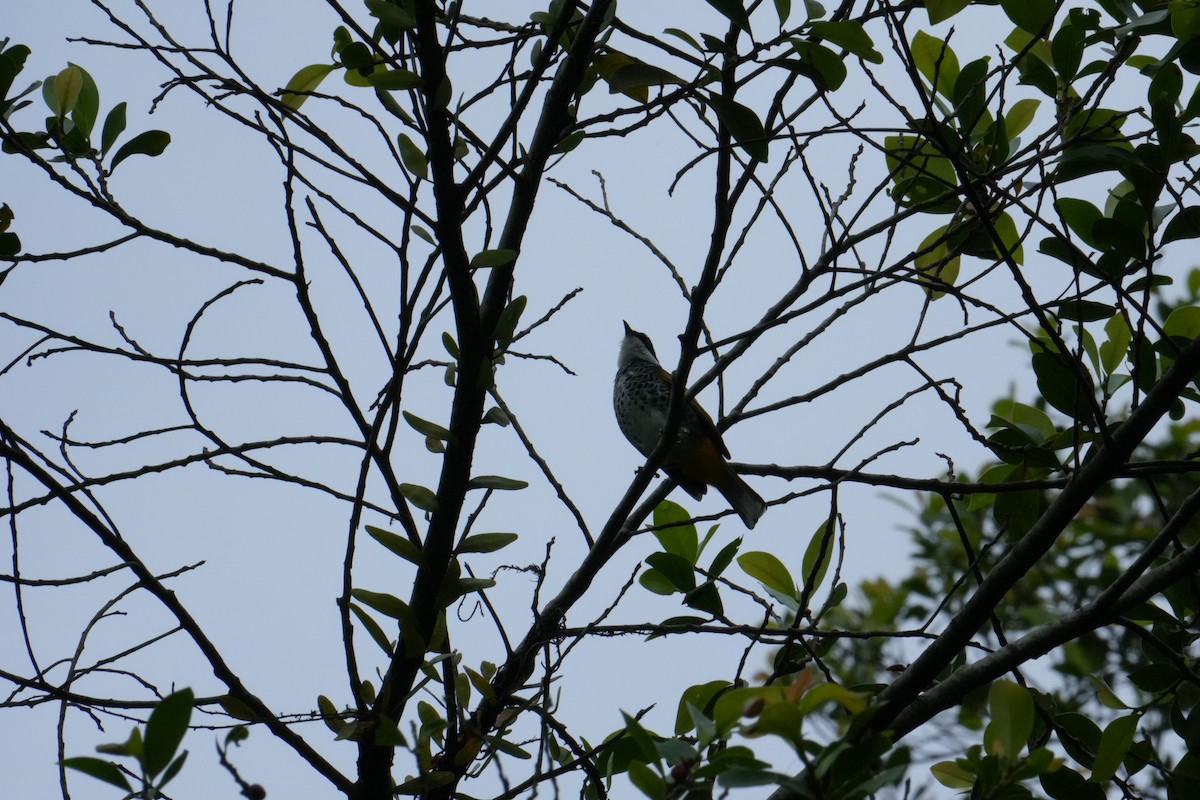 Scaly-breasted Bulbul - ML638092165