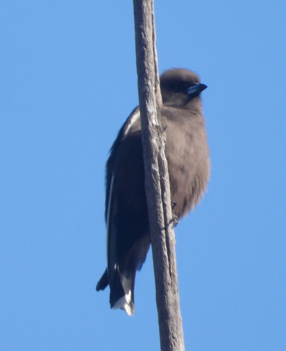 Dusky Woodswallow - ML638092192