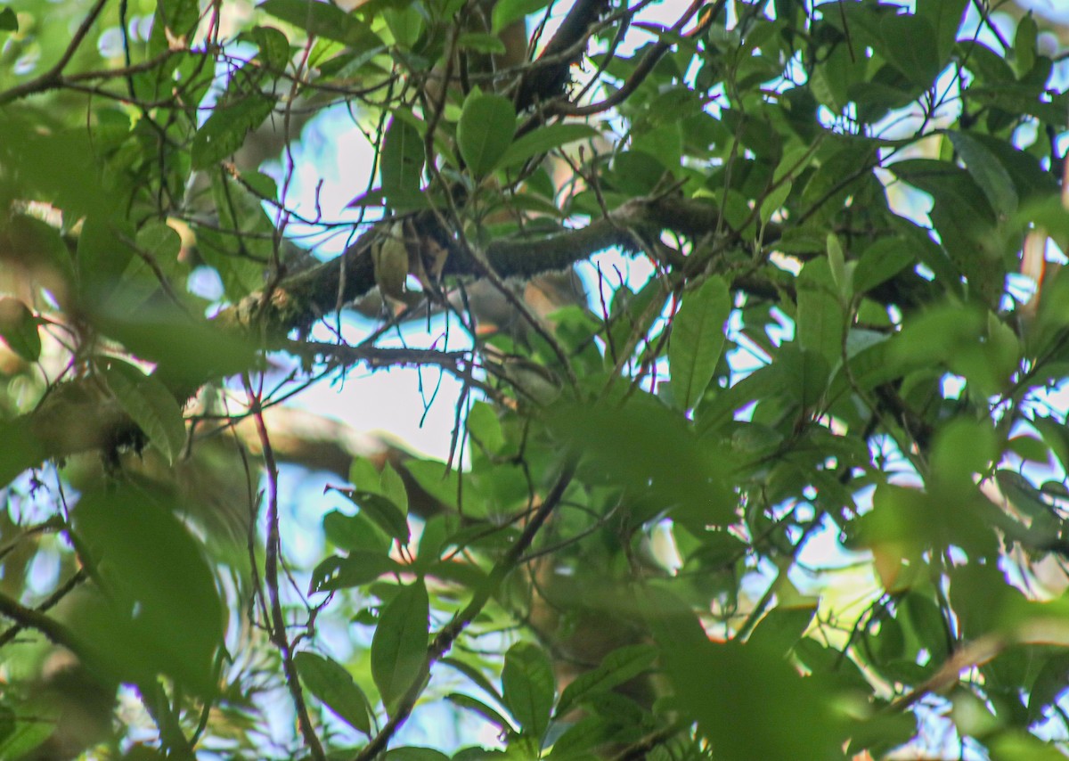 Sunda Warbler - ML638092199