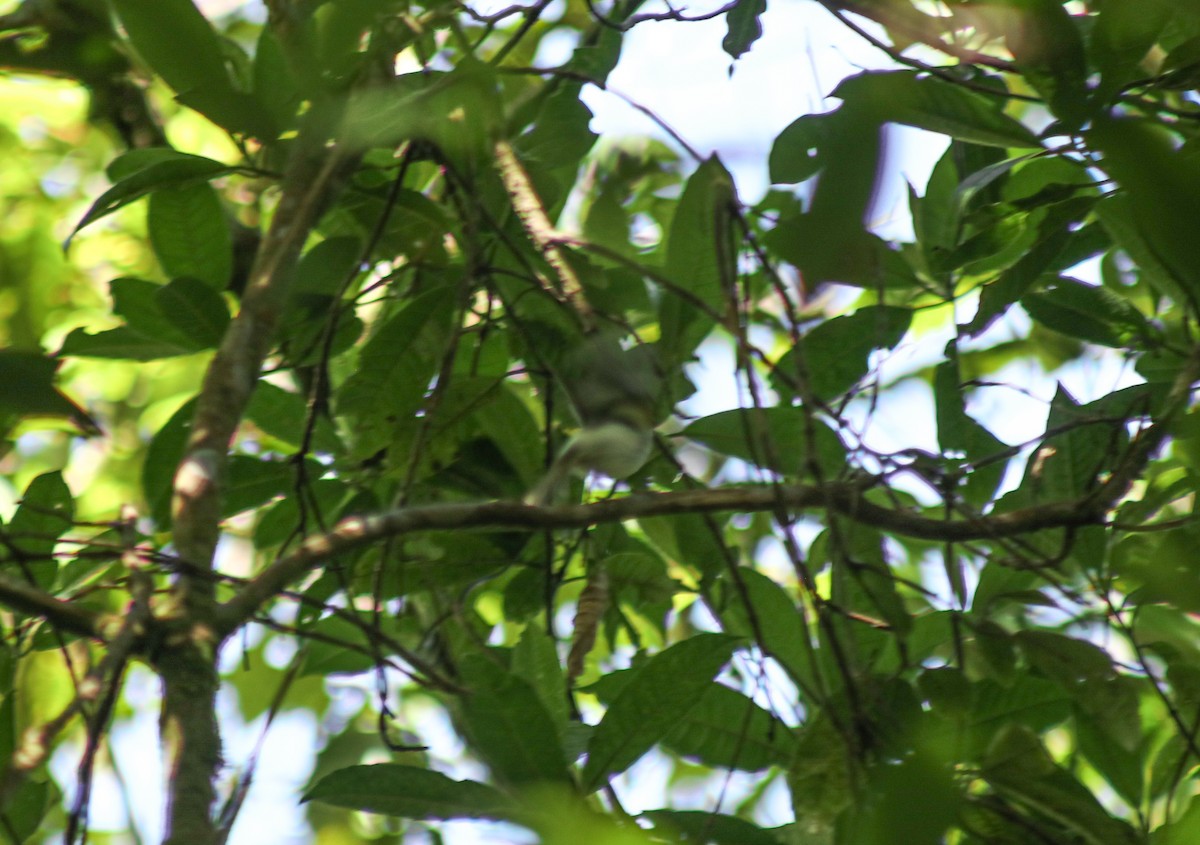 Sunda Warbler - ML638092200