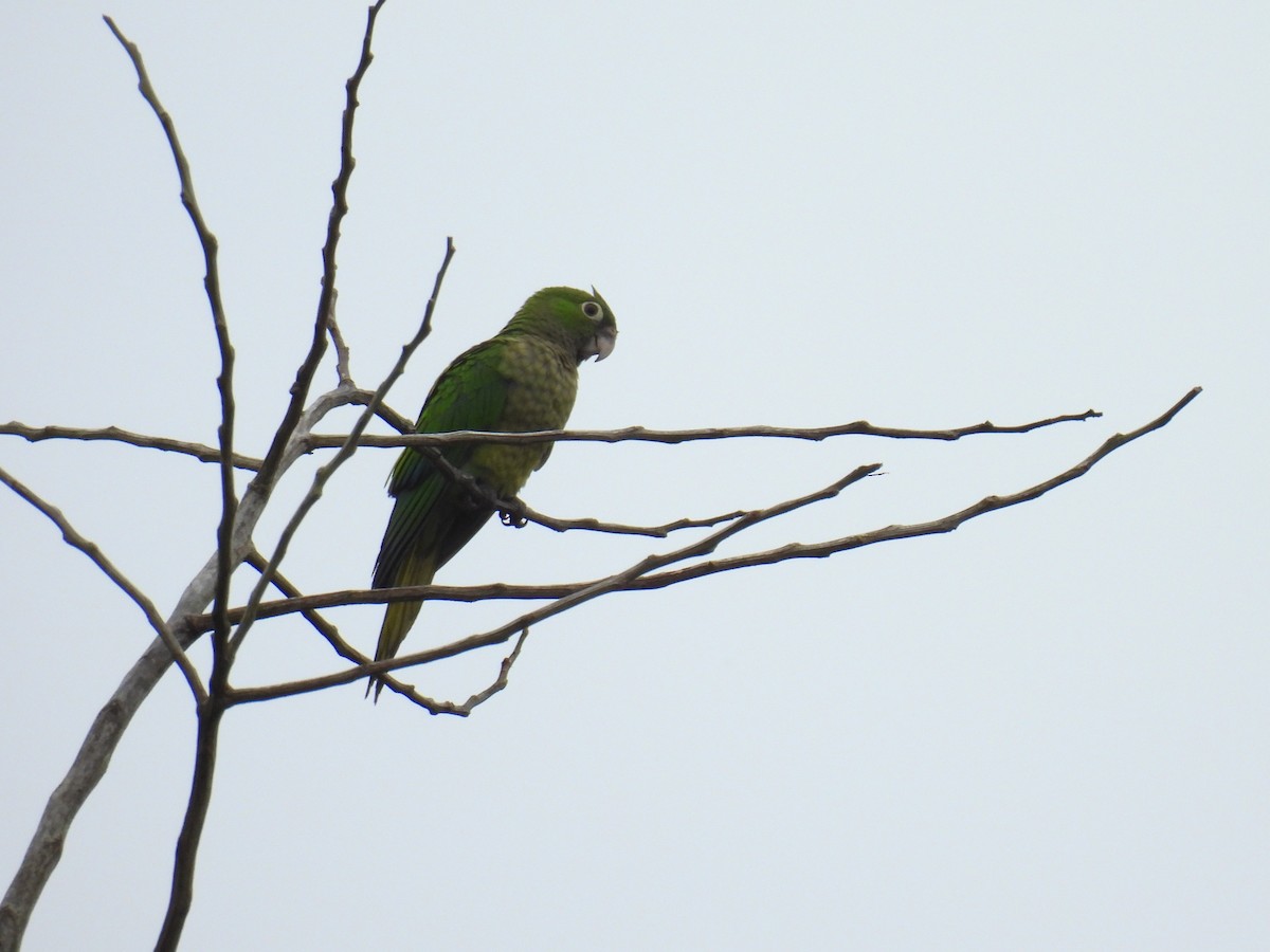 Olive-throated Parakeet - ML638092201