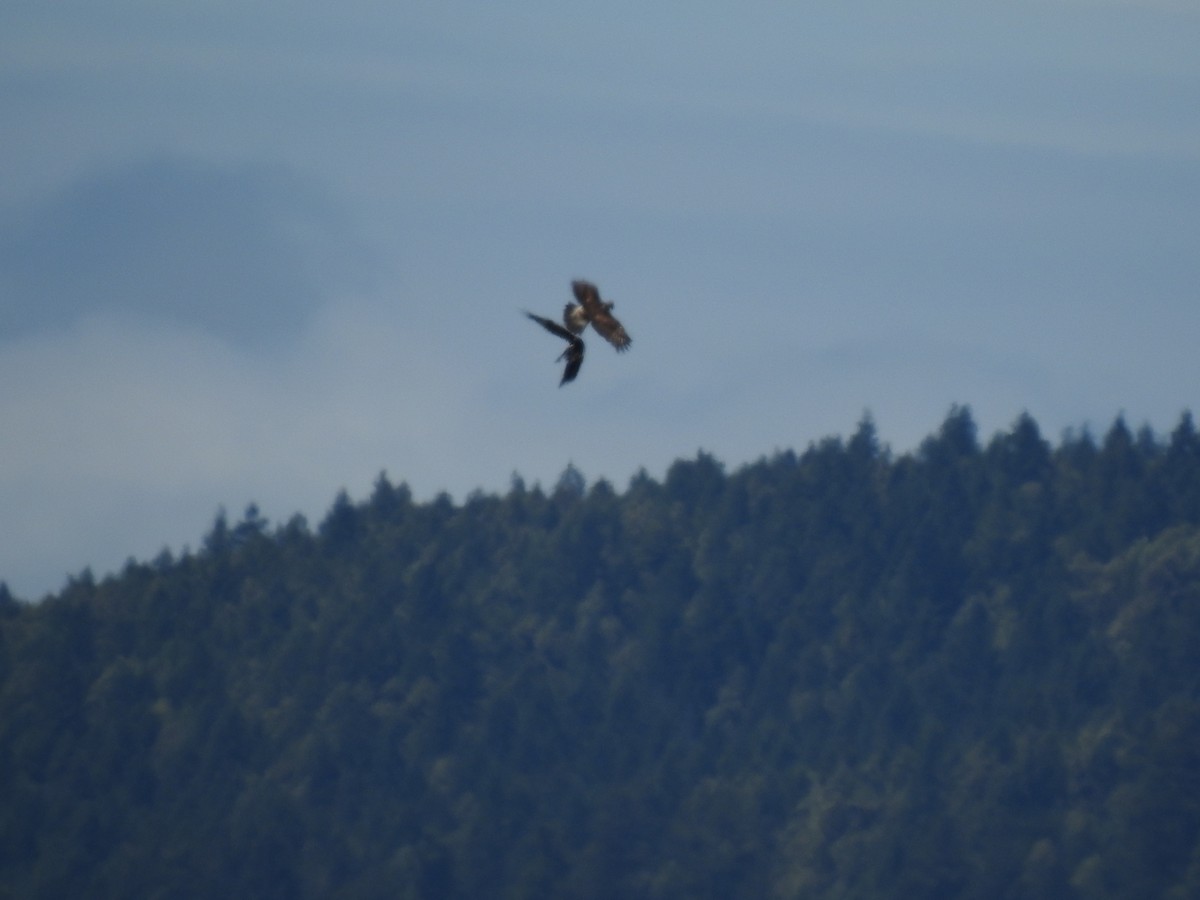 Golden Eagle - ML638092210