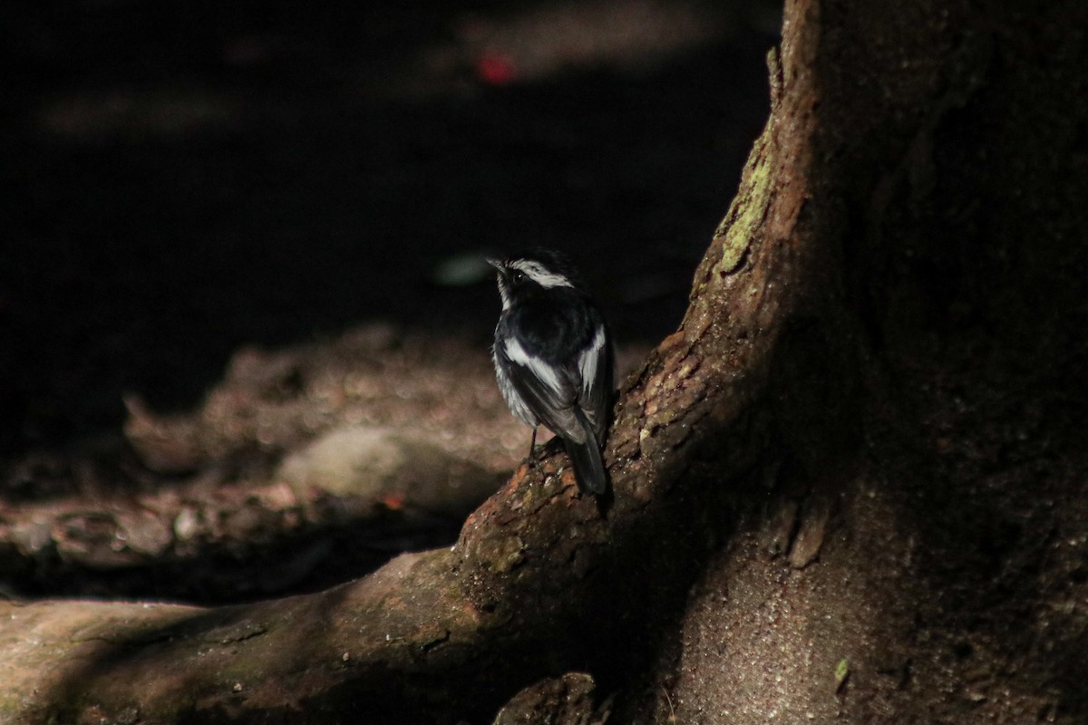 Little Pied Flycatcher - ML638092215