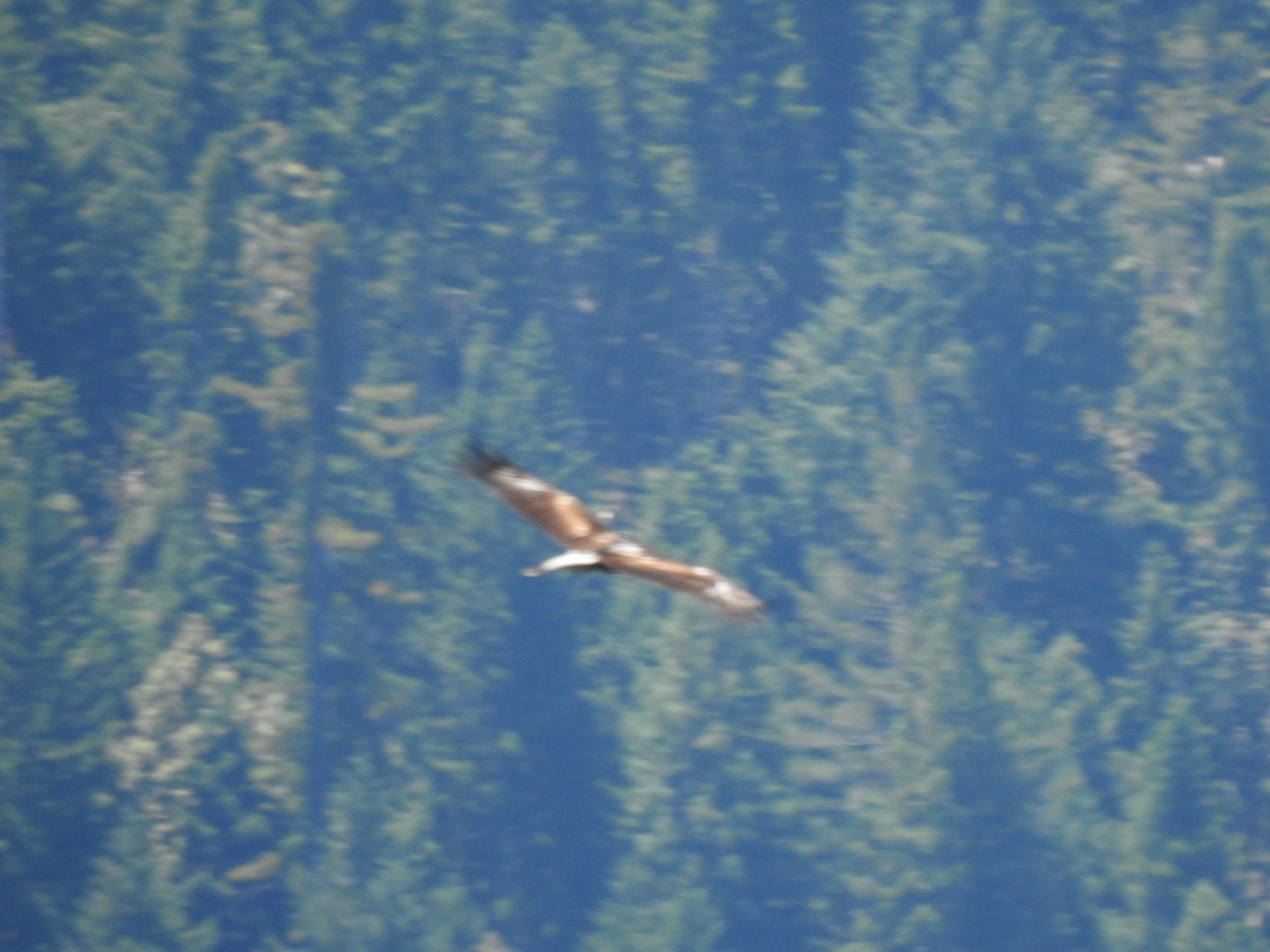 Golden Eagle - ML638092216