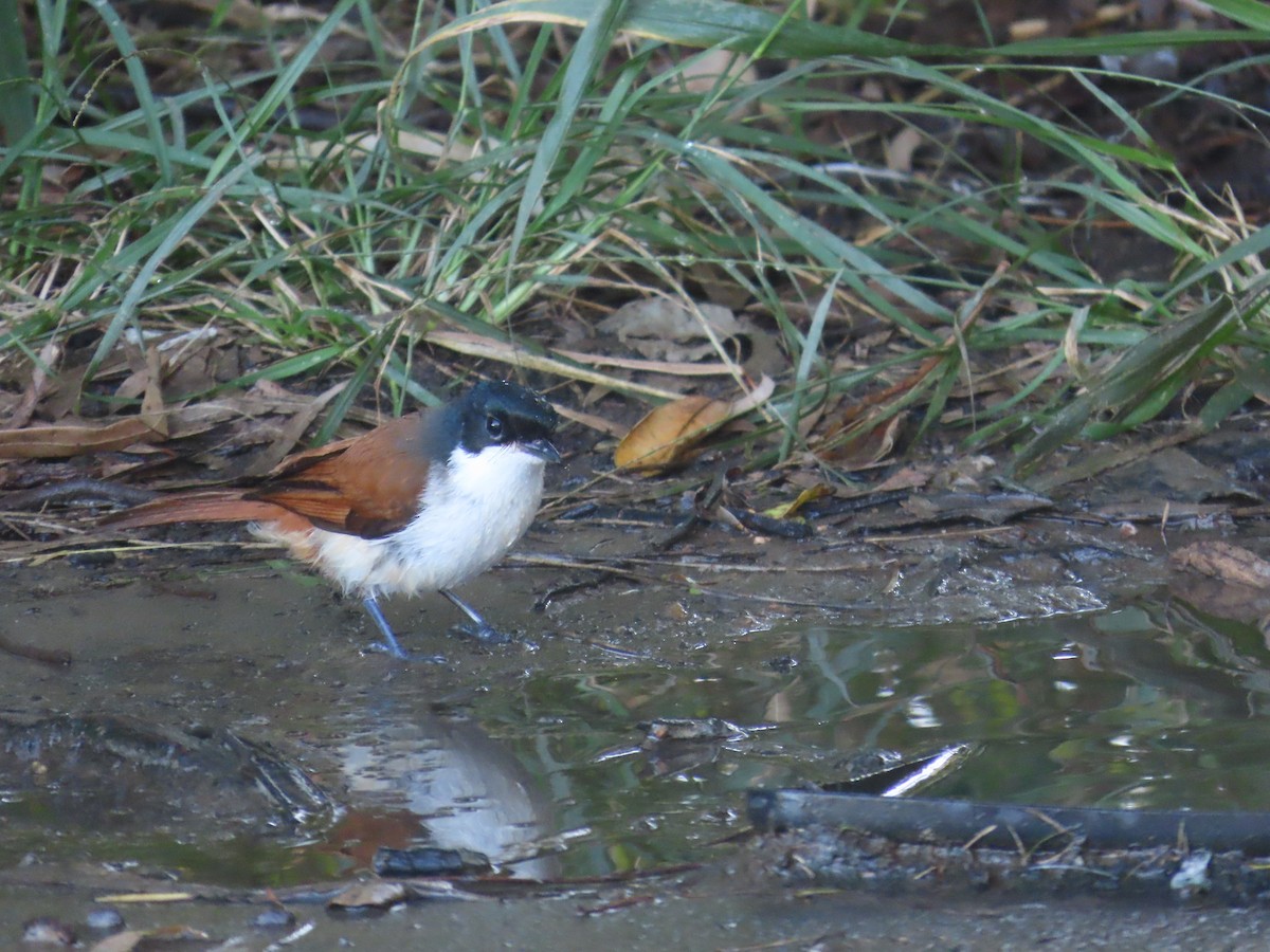 Shining Flycatcher - ML638092217