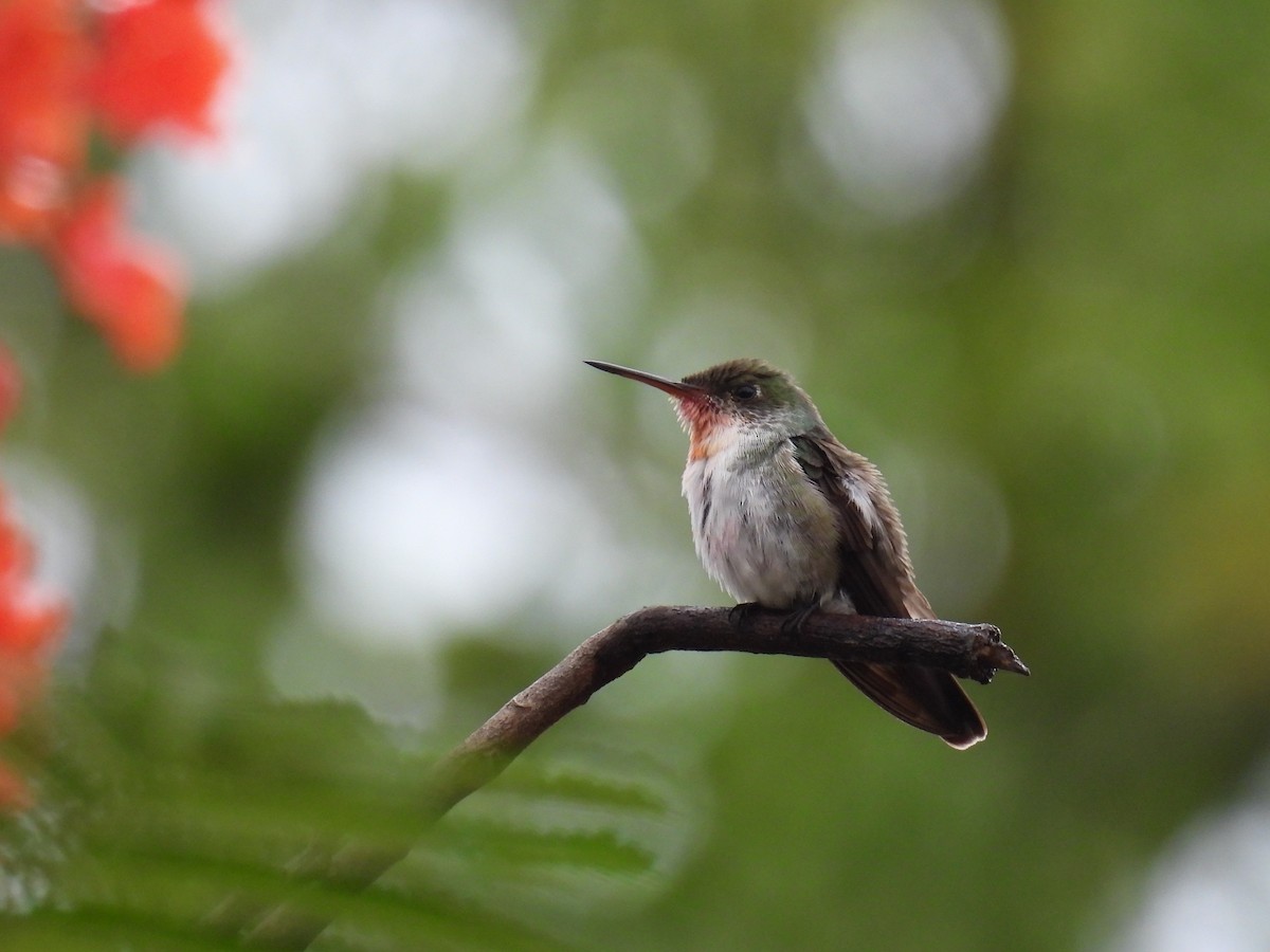 White-bellied Emerald - ML638092218