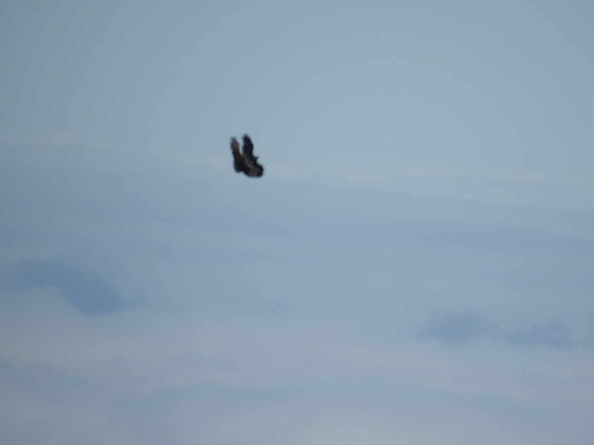 Golden Eagle - ML638092222