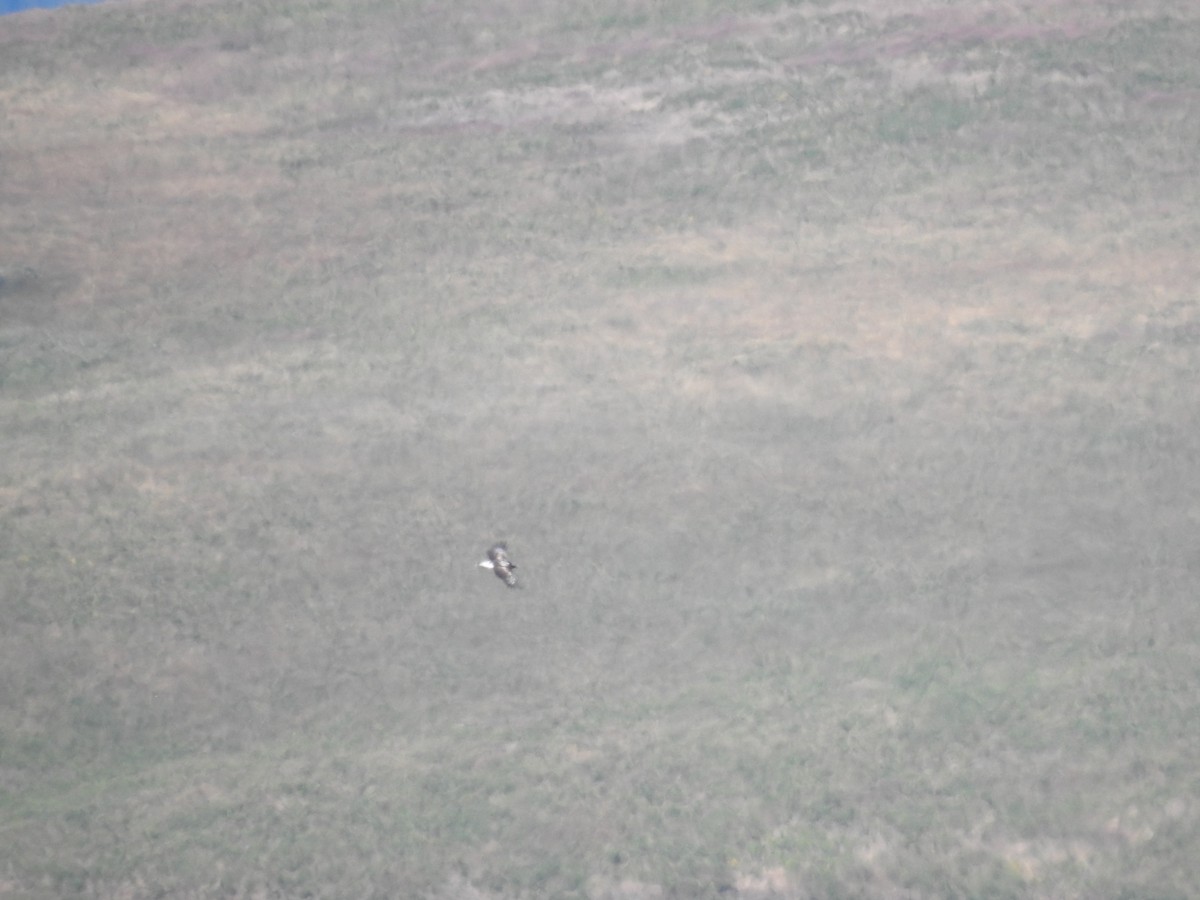 Golden Eagle - ML638092239