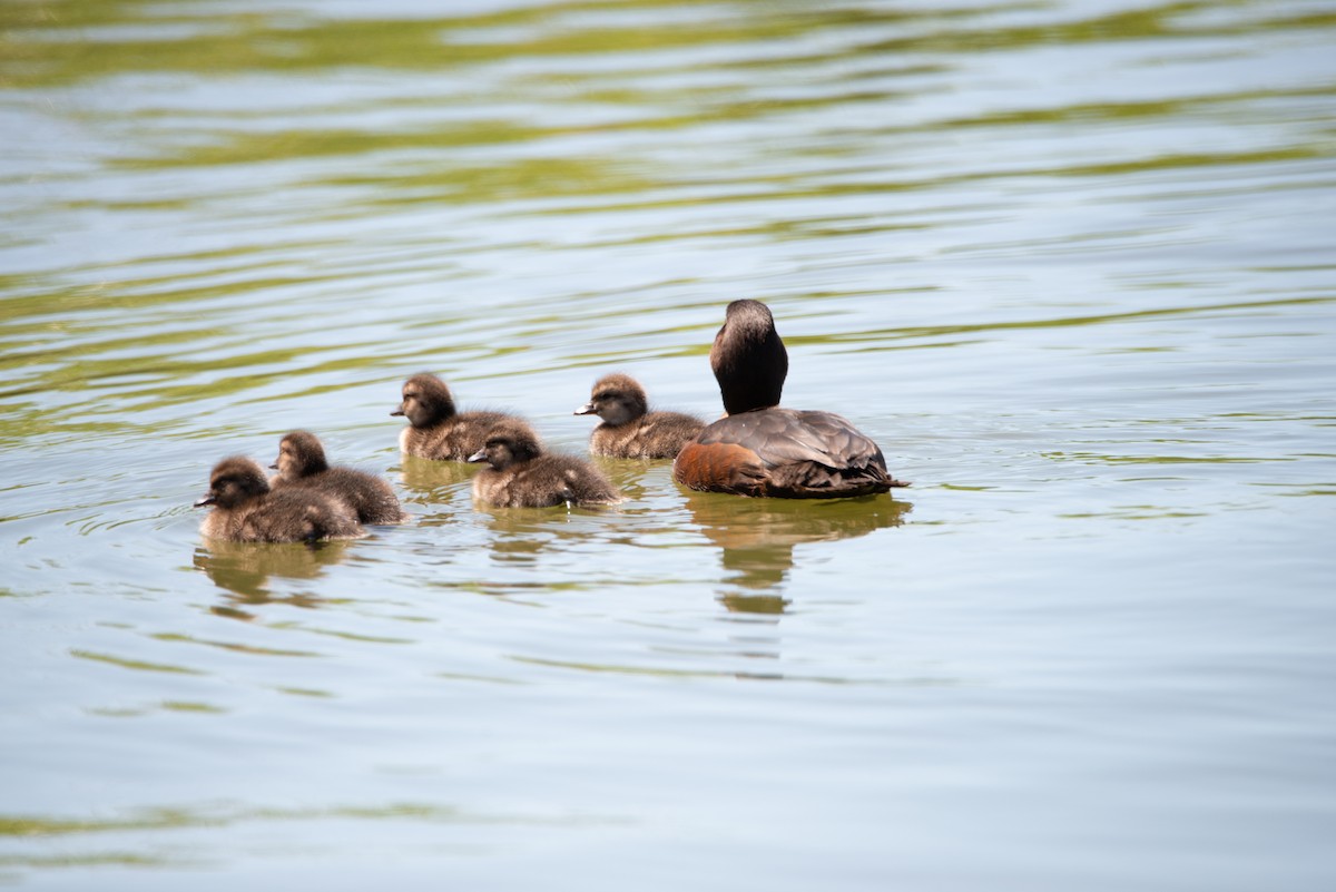 New Zealand Scaup - ML638092276