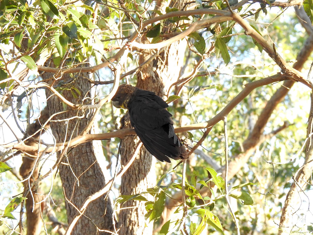 Glossy Black-Cockatoo - ML638092295