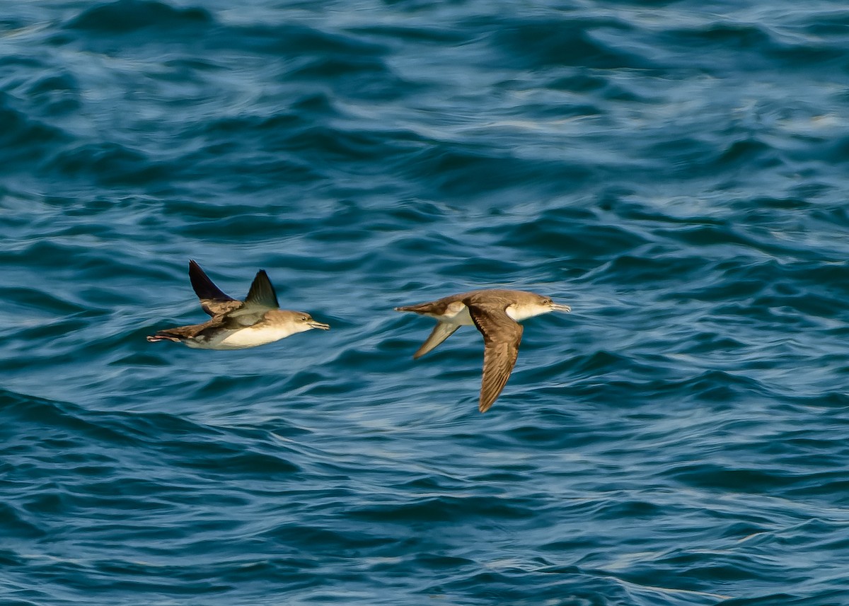 Yelkouan Shearwater - ML638092299