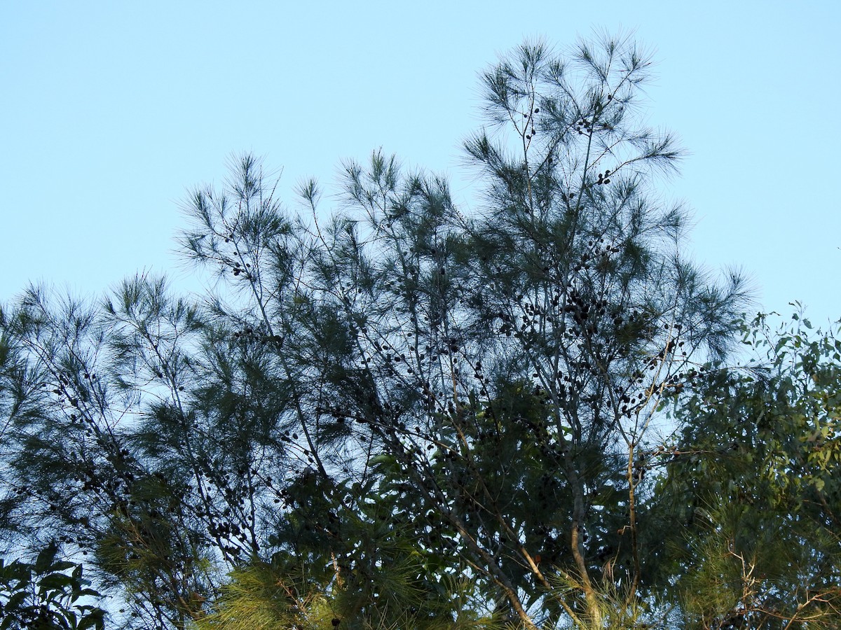 Glossy Black-Cockatoo - ML638092302