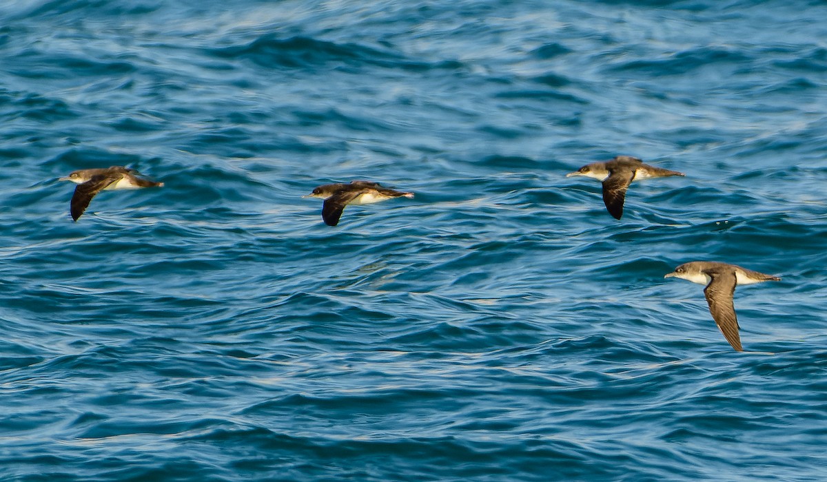 Yelkouan Shearwater - ML638092303