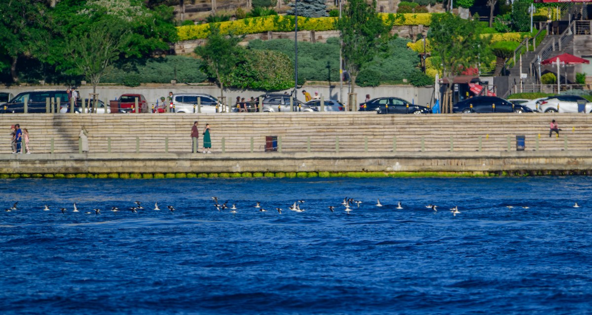Yelkouan Shearwater - ML638092309