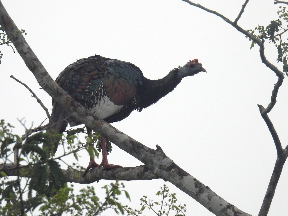 Ocellated Turkey - ML638092312