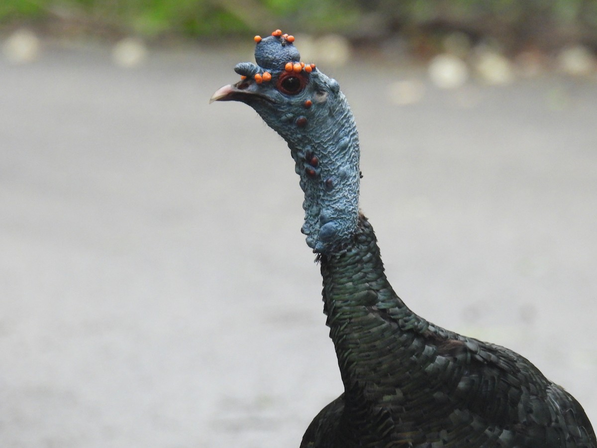 Ocellated Turkey - ML638092313