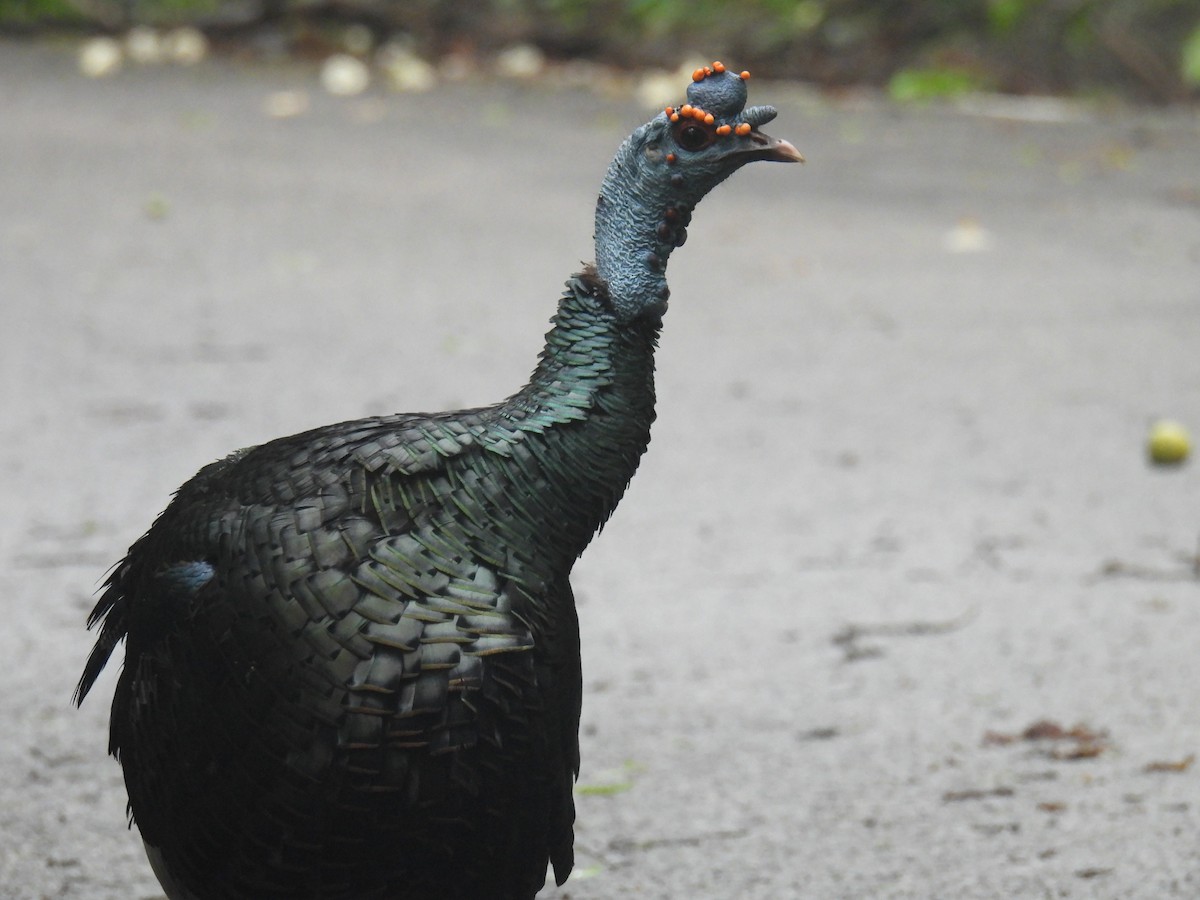 Ocellated Turkey - ML638092314