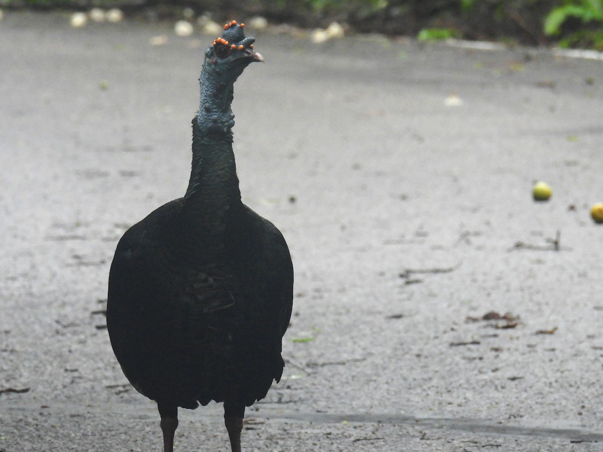 Ocellated Turkey - ML638092315