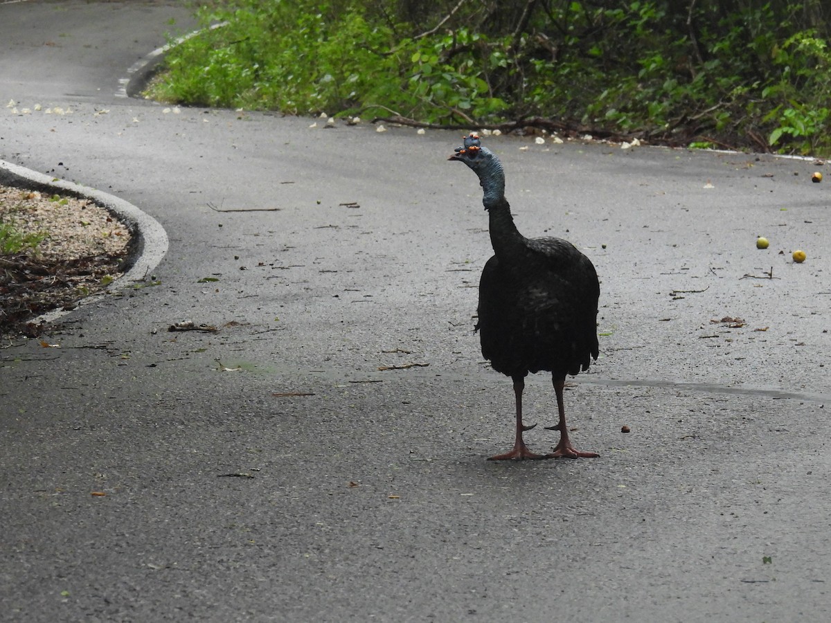 Ocellated Turkey - ML638092316