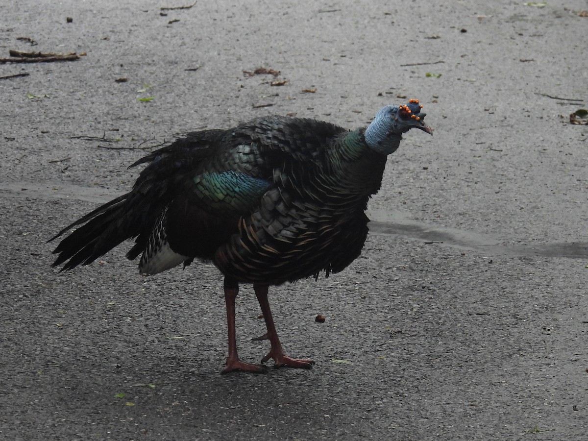 Ocellated Turkey - ML638092317