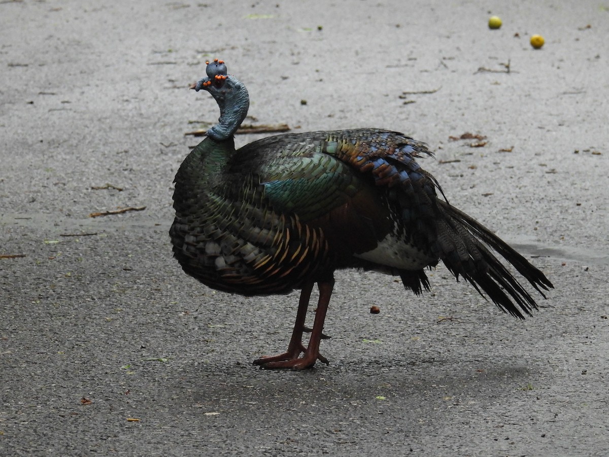 Ocellated Turkey - ML638092318