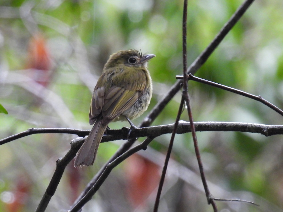 Eye-ringed Flatbill - ML638092346