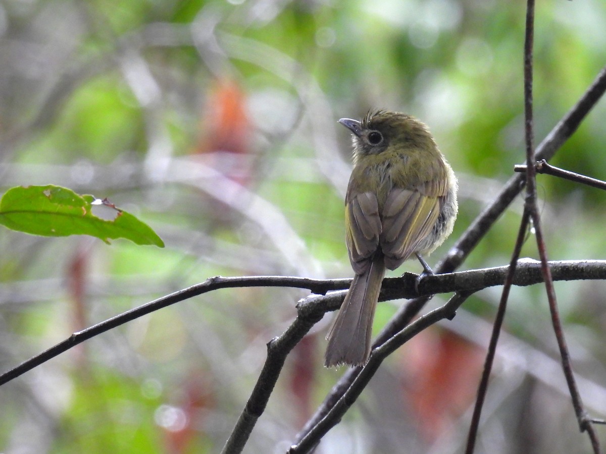 Eye-ringed Flatbill - ML638092347