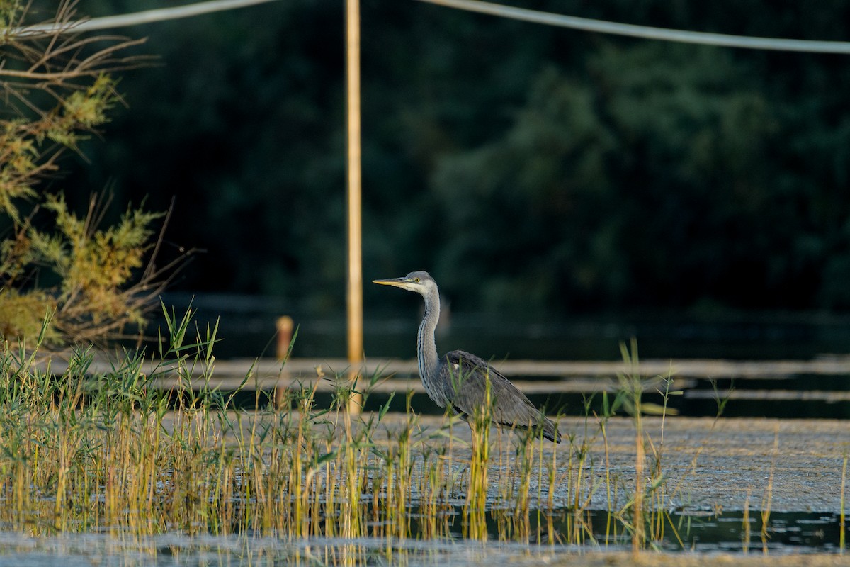 Gray Heron - ML638092353