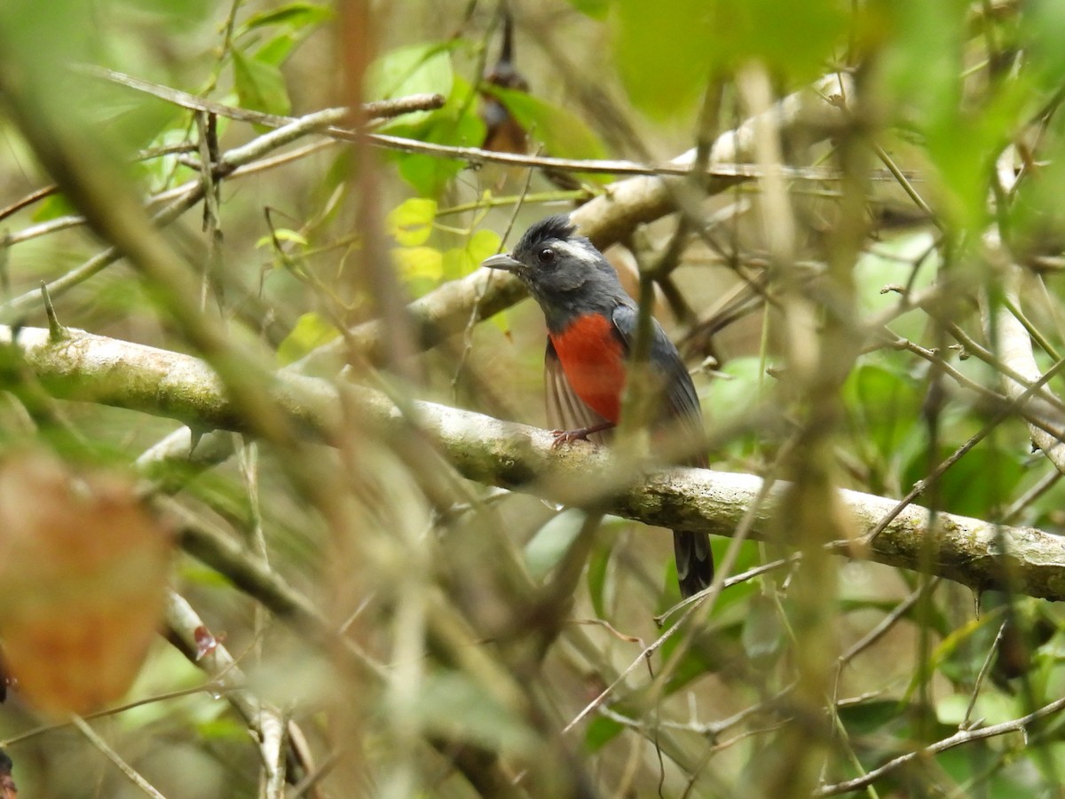 Gray-throated Chat - ML638092361
