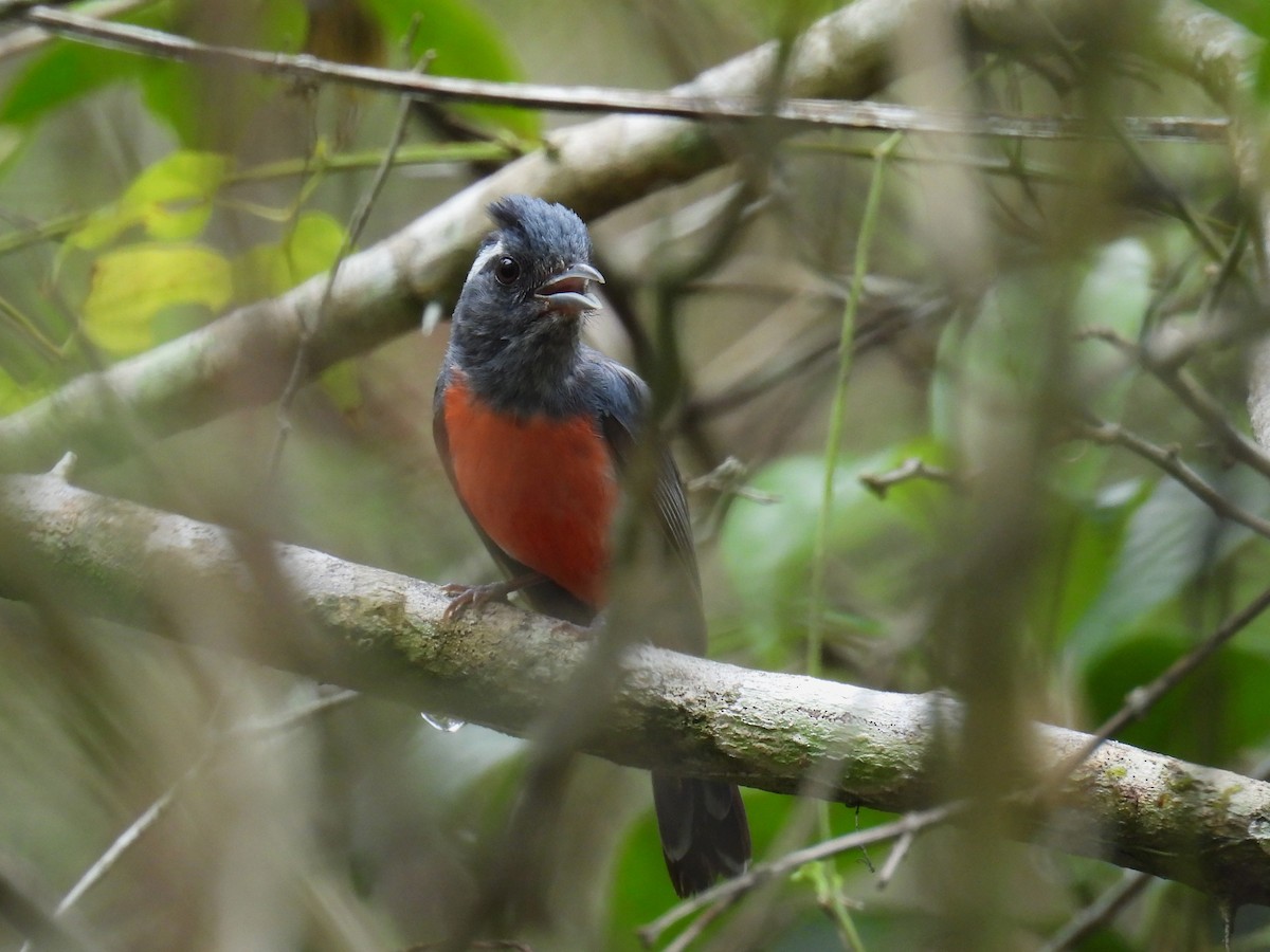 Gray-throated Chat - ML638092362