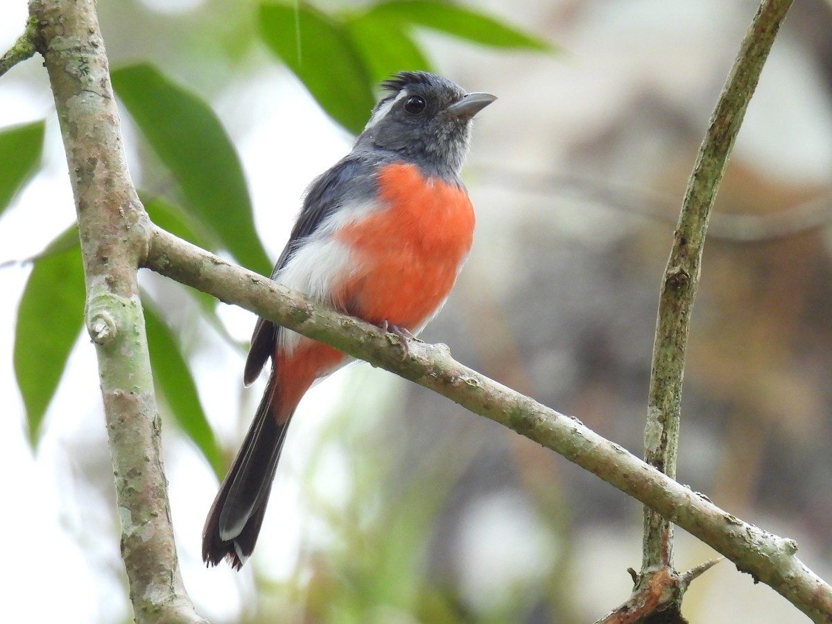 Gray-throated Chat - ML638092363