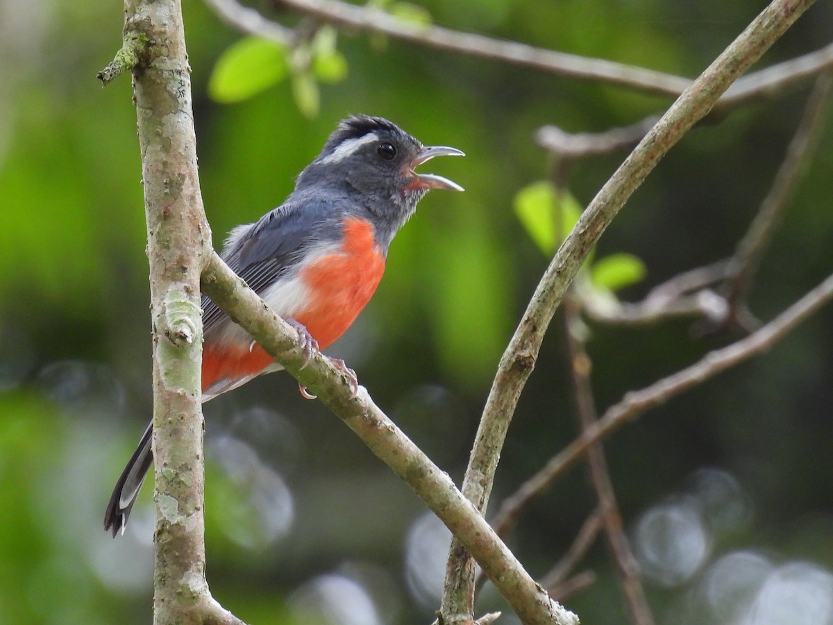 Gray-throated Chat - ML638092364