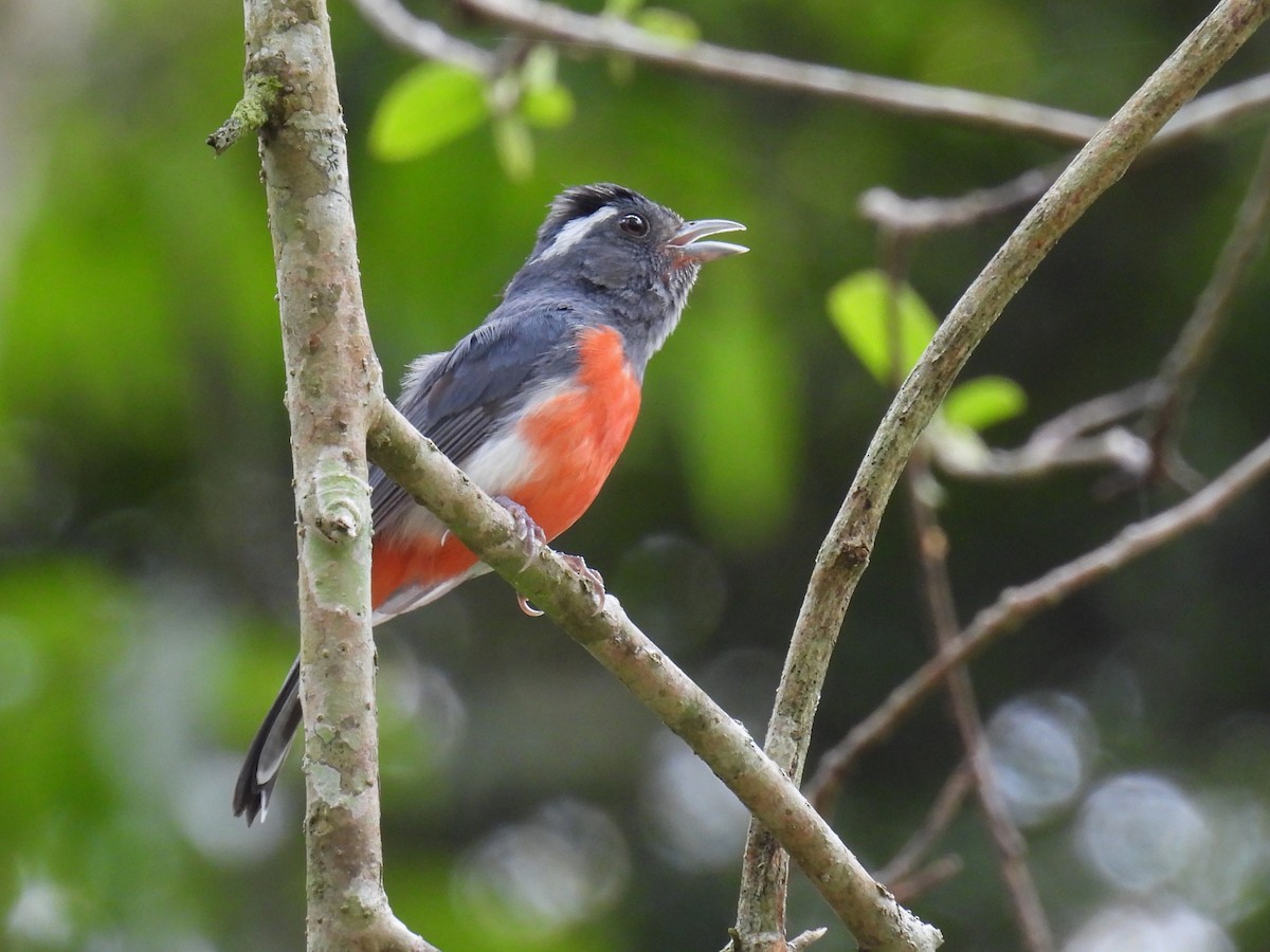 Gray-throated Chat - ML638092365