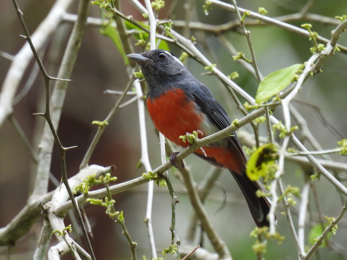 Gray-throated Chat - ML638092366