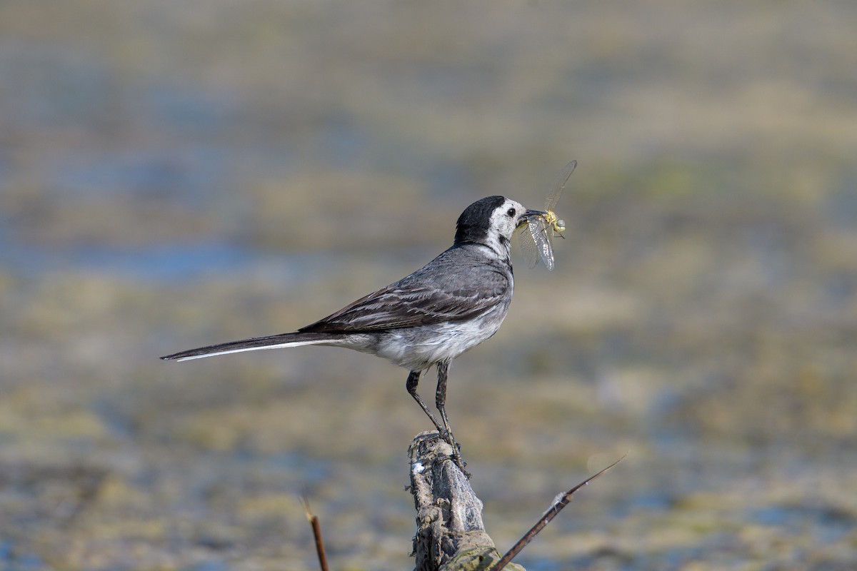 White Wagtail - ML638092371