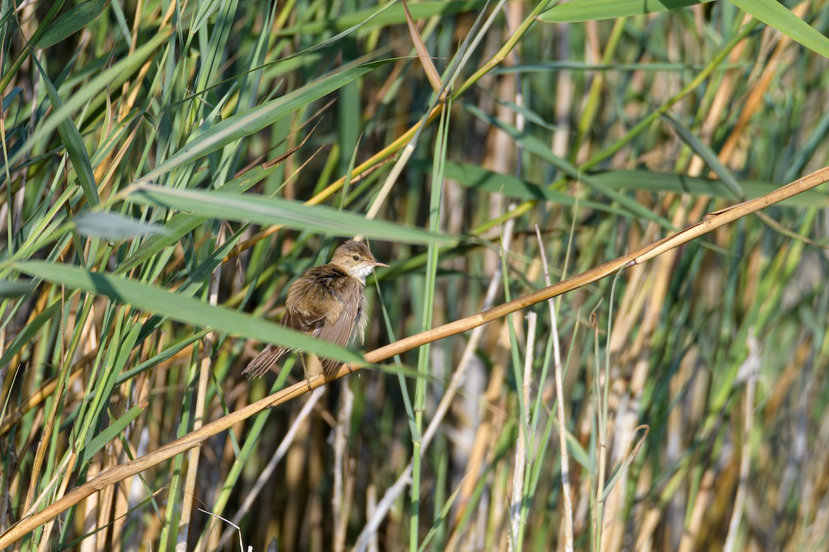Common Reed Warbler - ML638092380