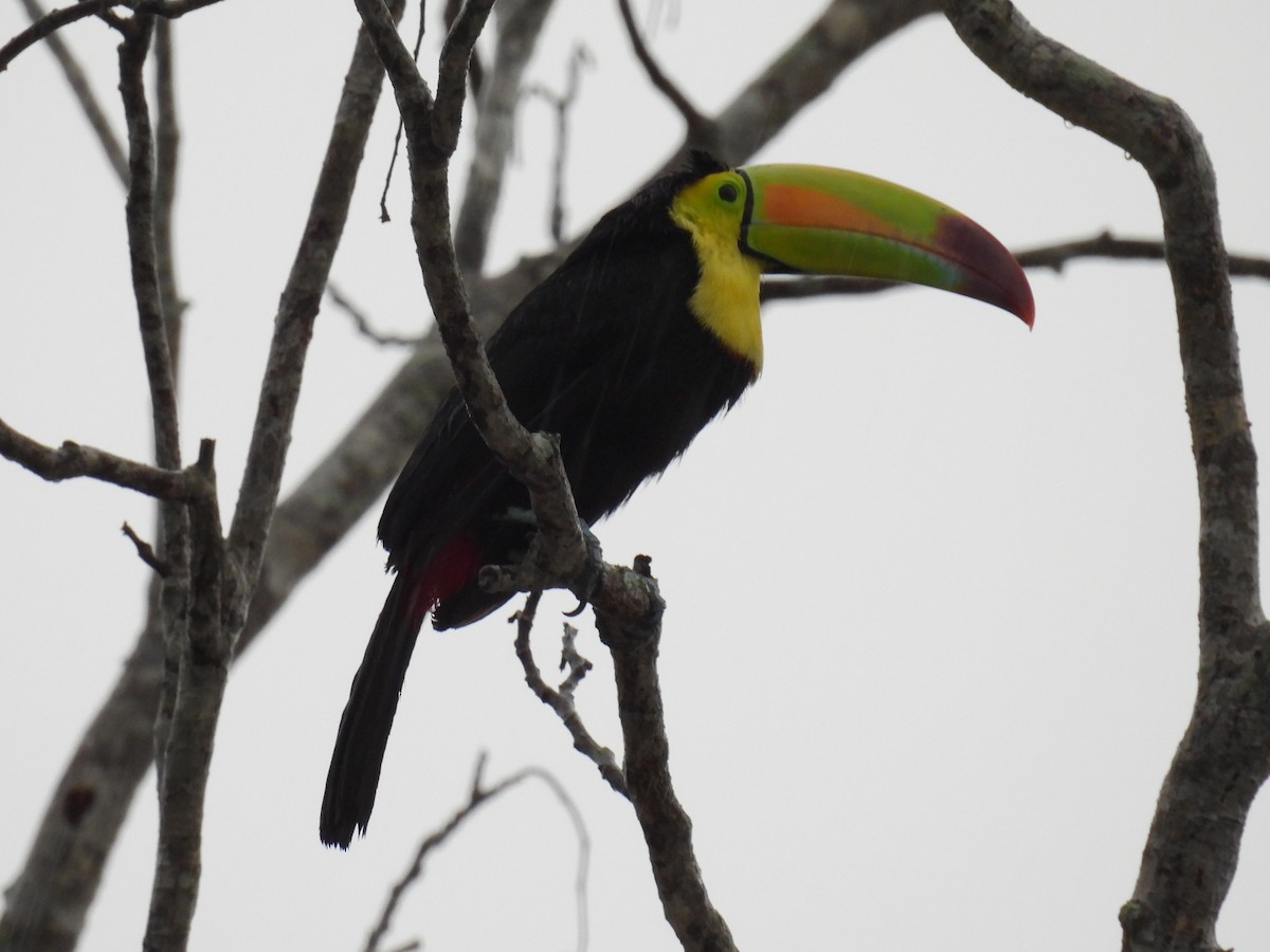Keel-billed Toucan - ML638092399