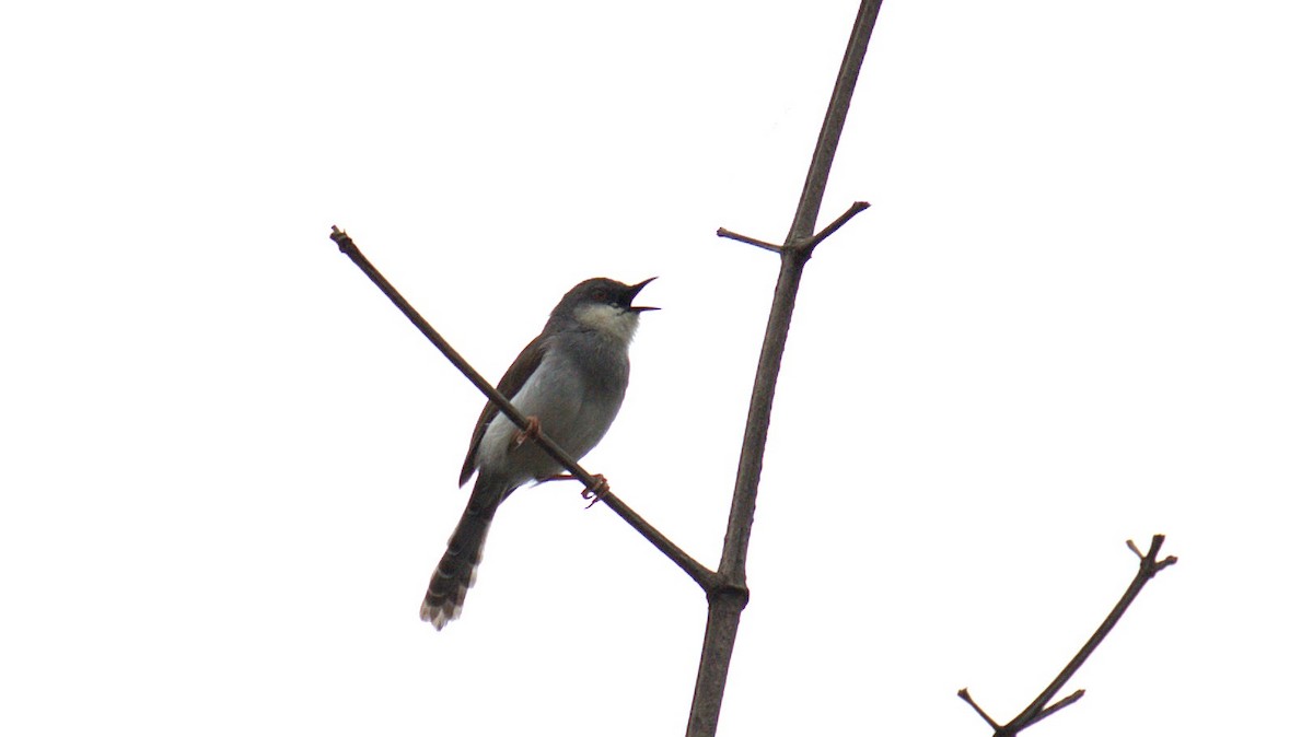 Gray-breasted Prinia - ML638092418